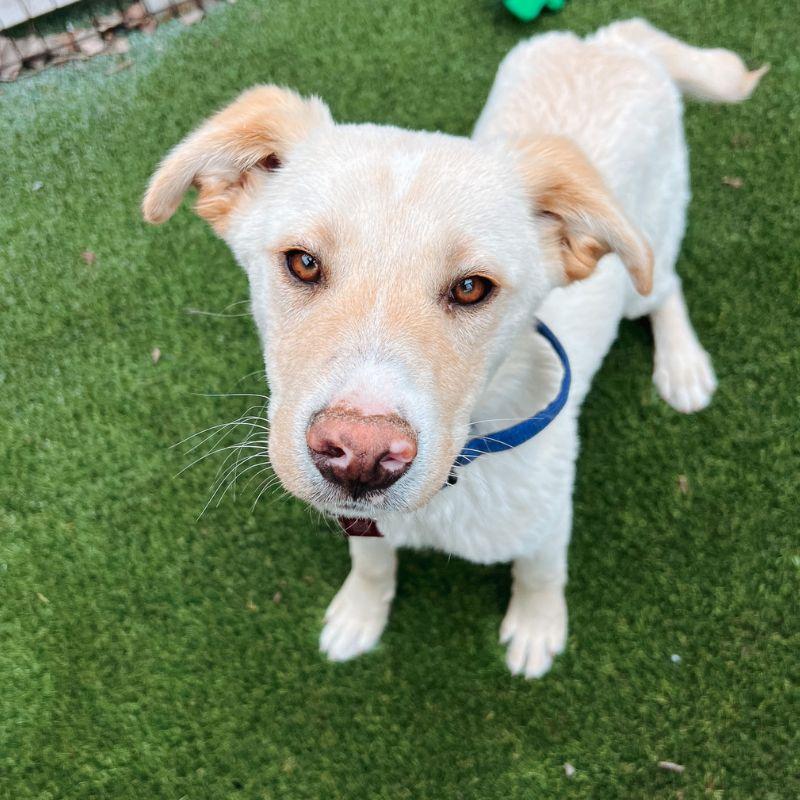 Brad, a ADOPTABLE mixed breed in Jackson, WY image 3/6
