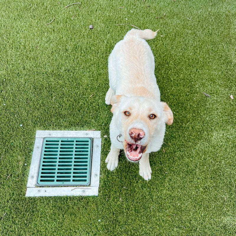 Brad, a ADOPTABLE mixed breed in Jackson, WY image 5/6