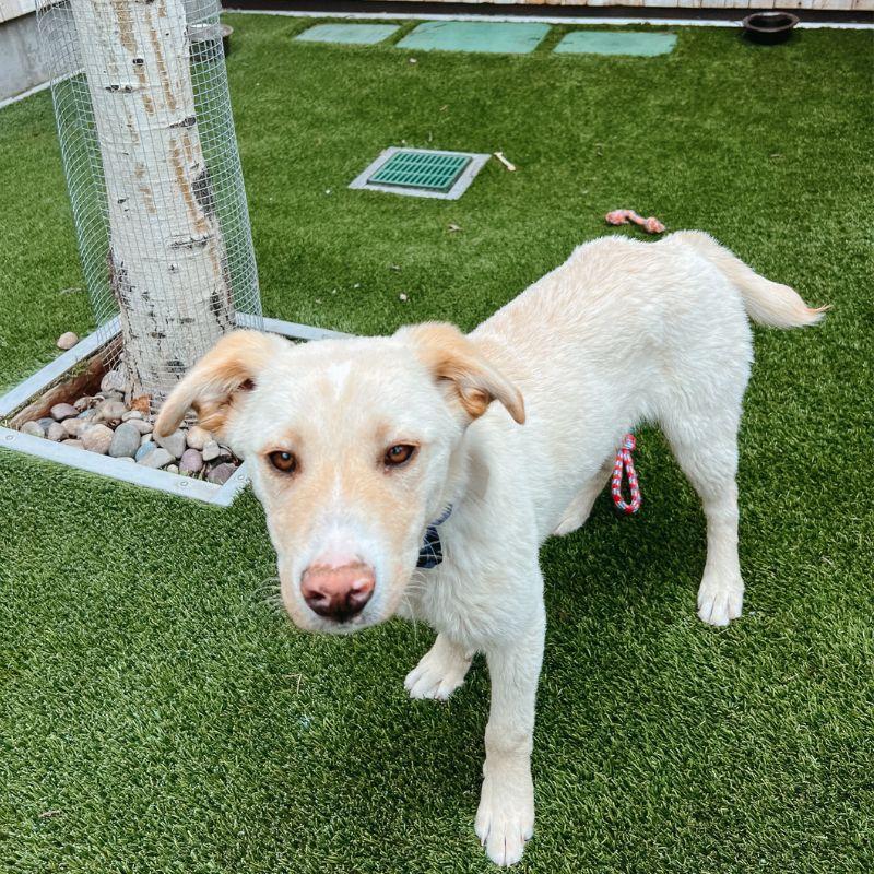 Brad, a ADOPTABLE mixed breed in Jackson, WY image 2/6