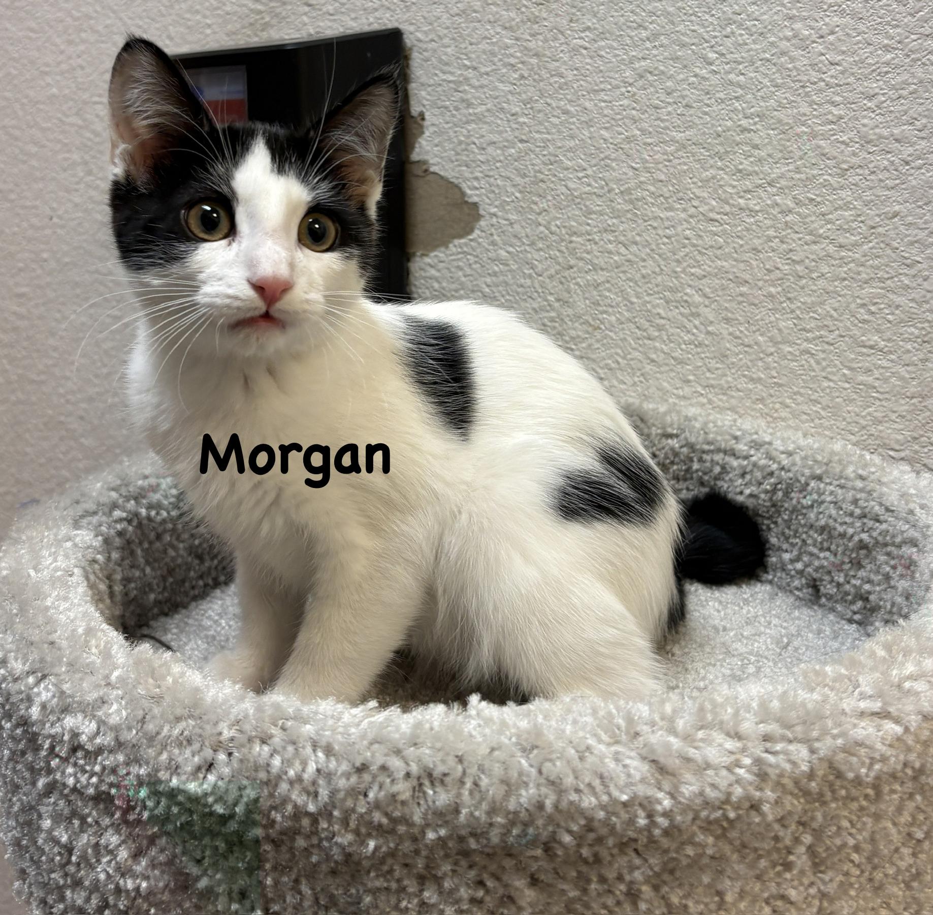 Morgan (call 602-692-1499 to meet Morgan), Adoptable, Young Male Domestic Short Hair.