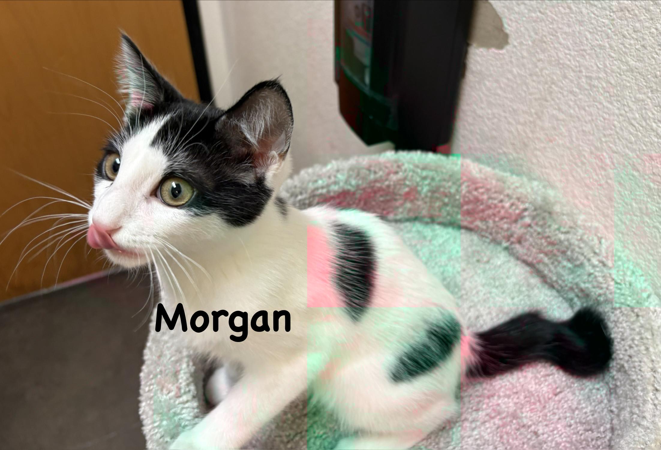 Enlarge Morgan (call 602-692-1499 to meet Morgan), a Adoptable mixed breed in Phoenix, AZ image 2/3