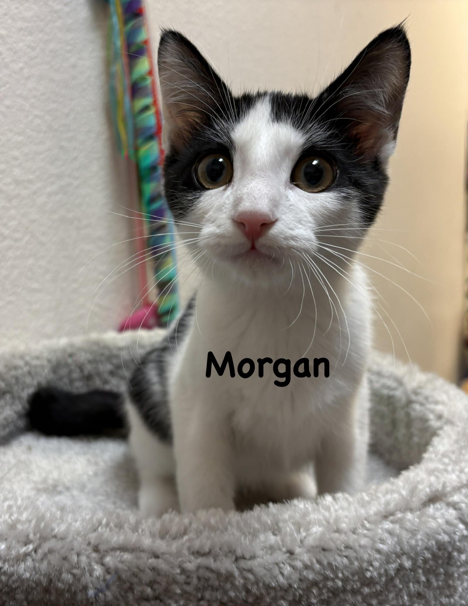 Enlarge Morgan (call 602-692-1499 to meet Morgan), a Adoptable mixed breed in Phoenix, AZ image 3/3