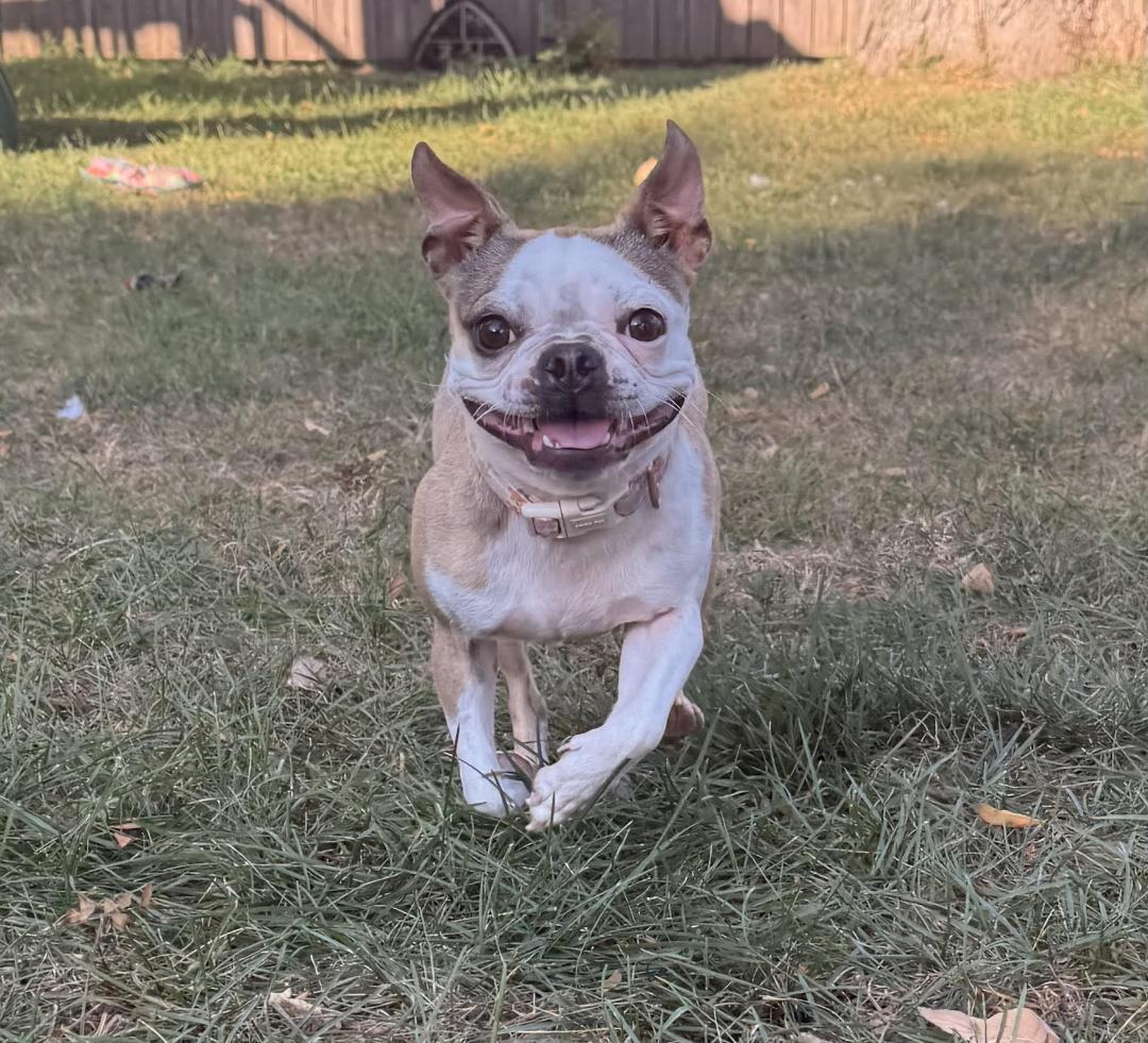 Tessa in IA, Adoptable, Young Female Boston Terrier.