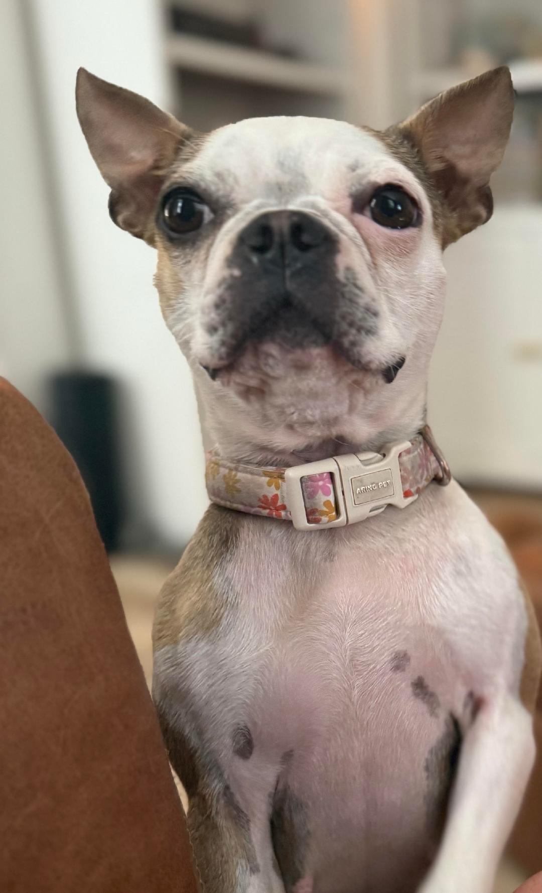 Tessa in IA, a Adoptable Boston Terrier in Des Moines, IA image 2/2