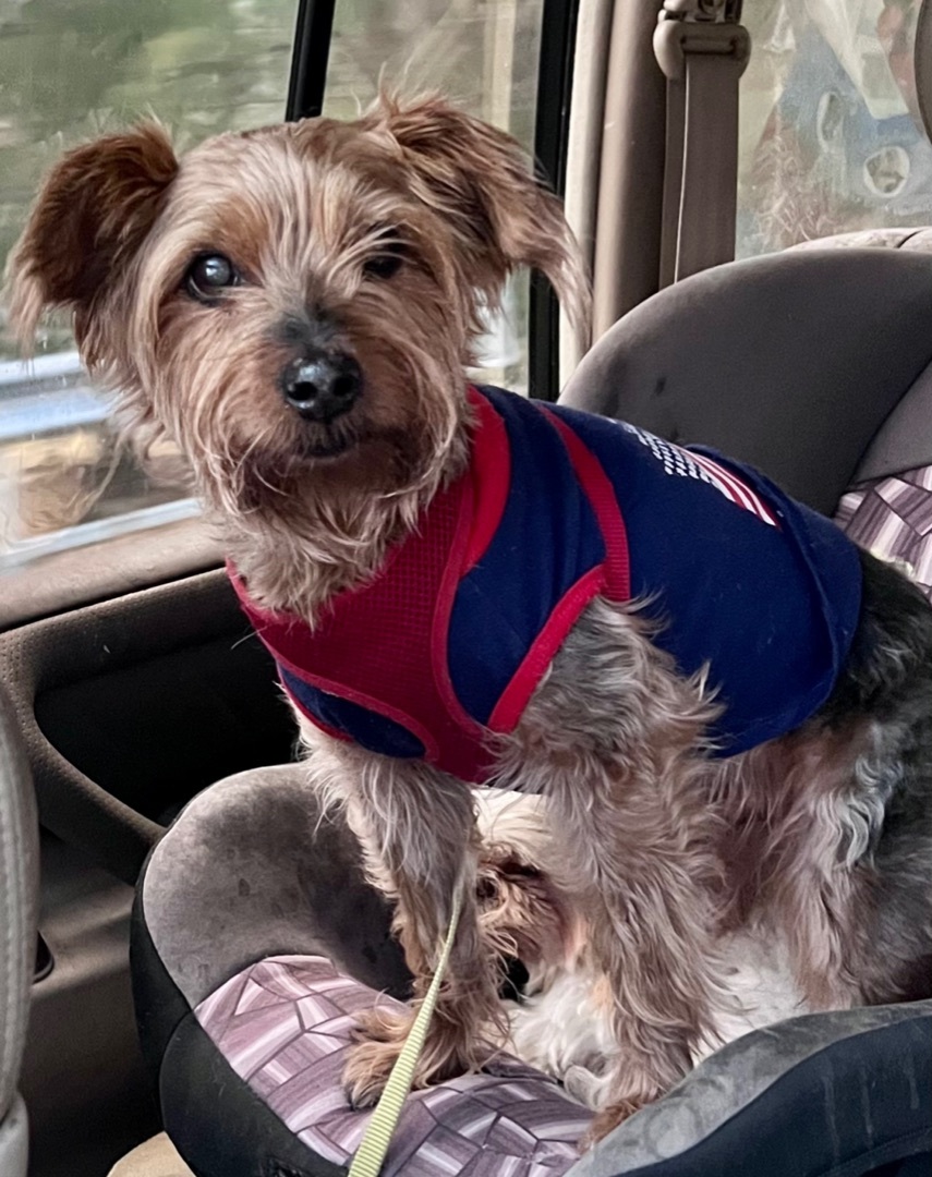 Artie, Adopted, Adult Male Schnauzer & Yorkshire Terrier.