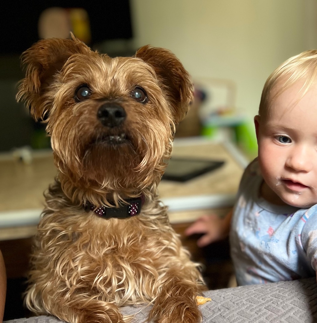 Enlarge Artie, a Adopted mixed breed in Clinton, TN image 2/6