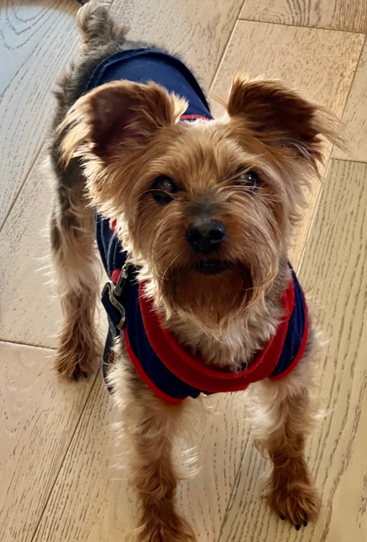 Enlarge Artie, a Adopted mixed breed in Clinton, TN image 3/6