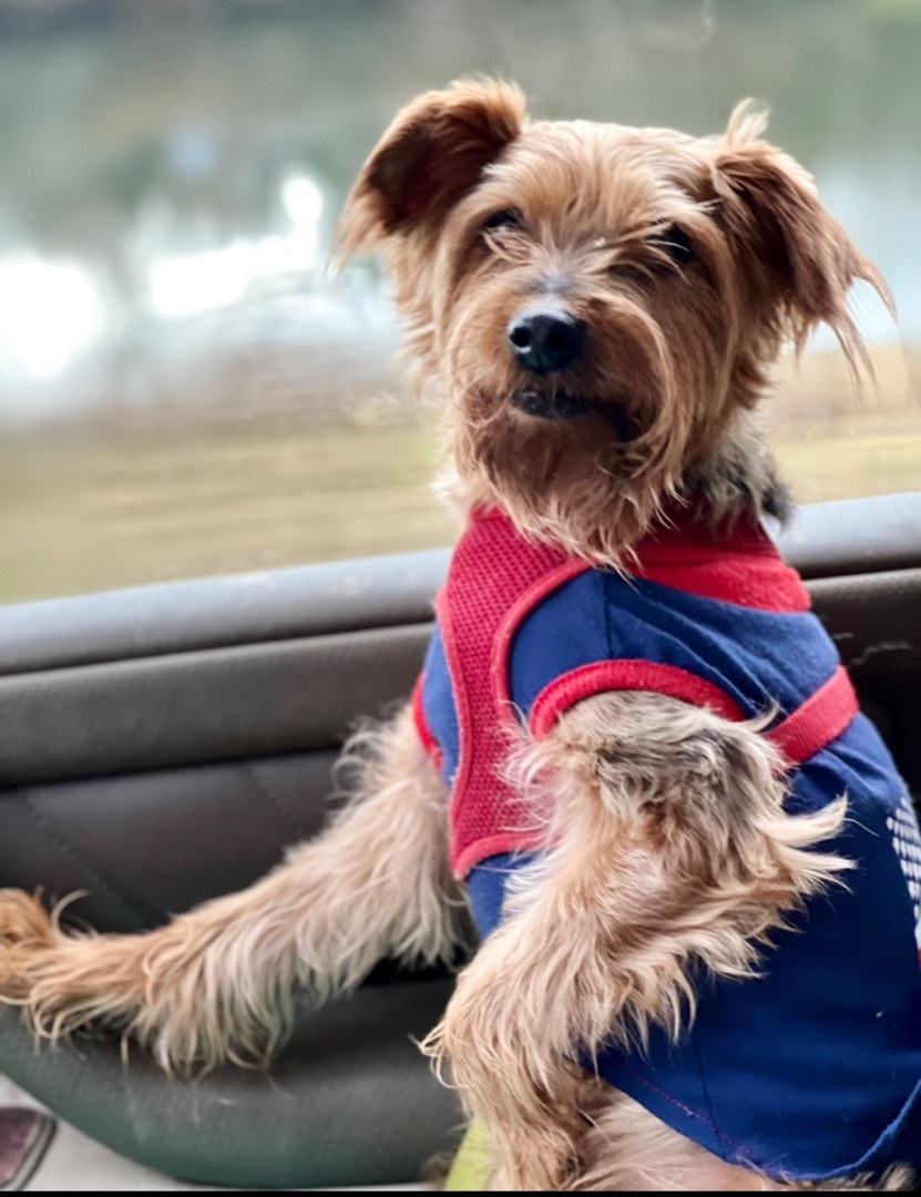 Enlarge Artie, a Adopted mixed breed in Clinton, TN image 5/6