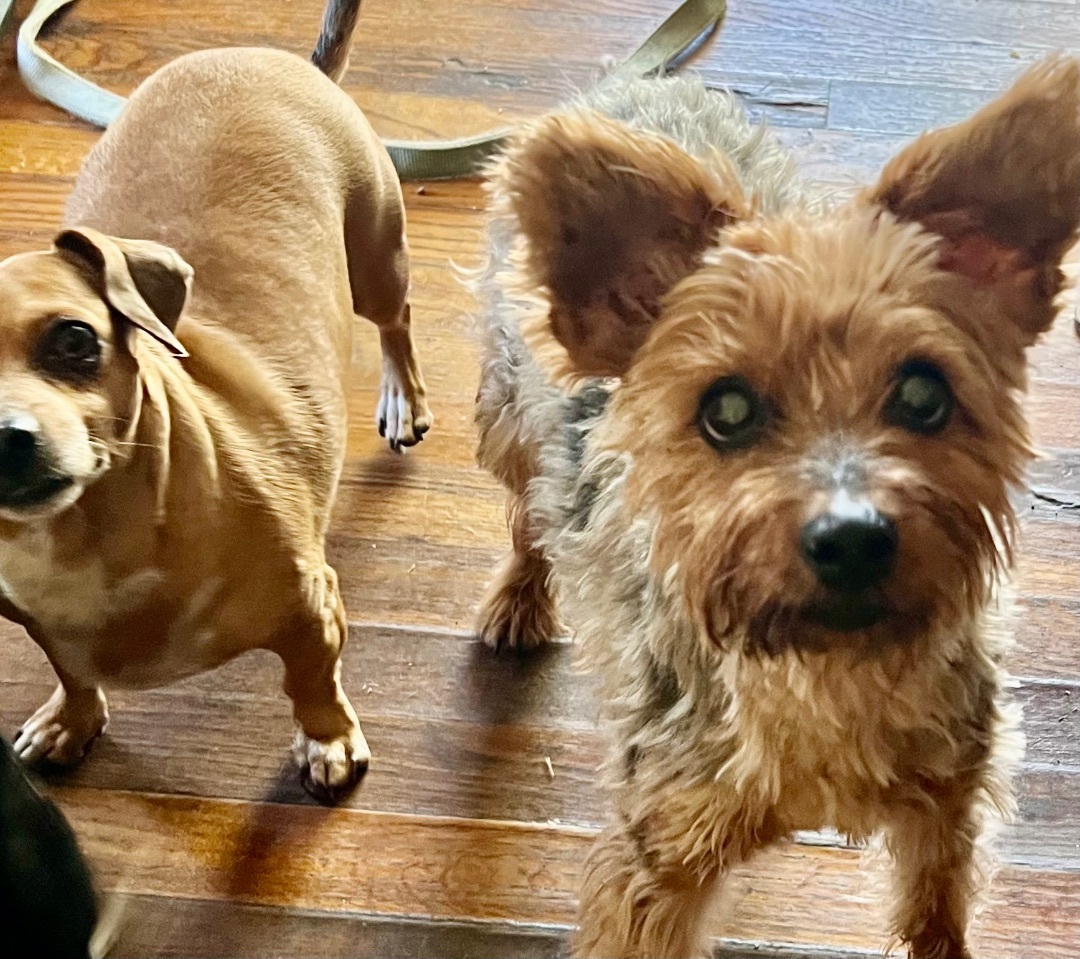 Enlarge Artie, a Adopted mixed breed in Clinton, TN image 6/6