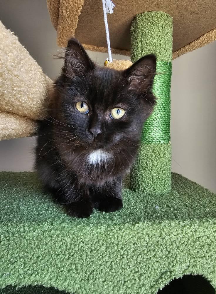Iris, Adopted, Young Female Domestic Short Hair.