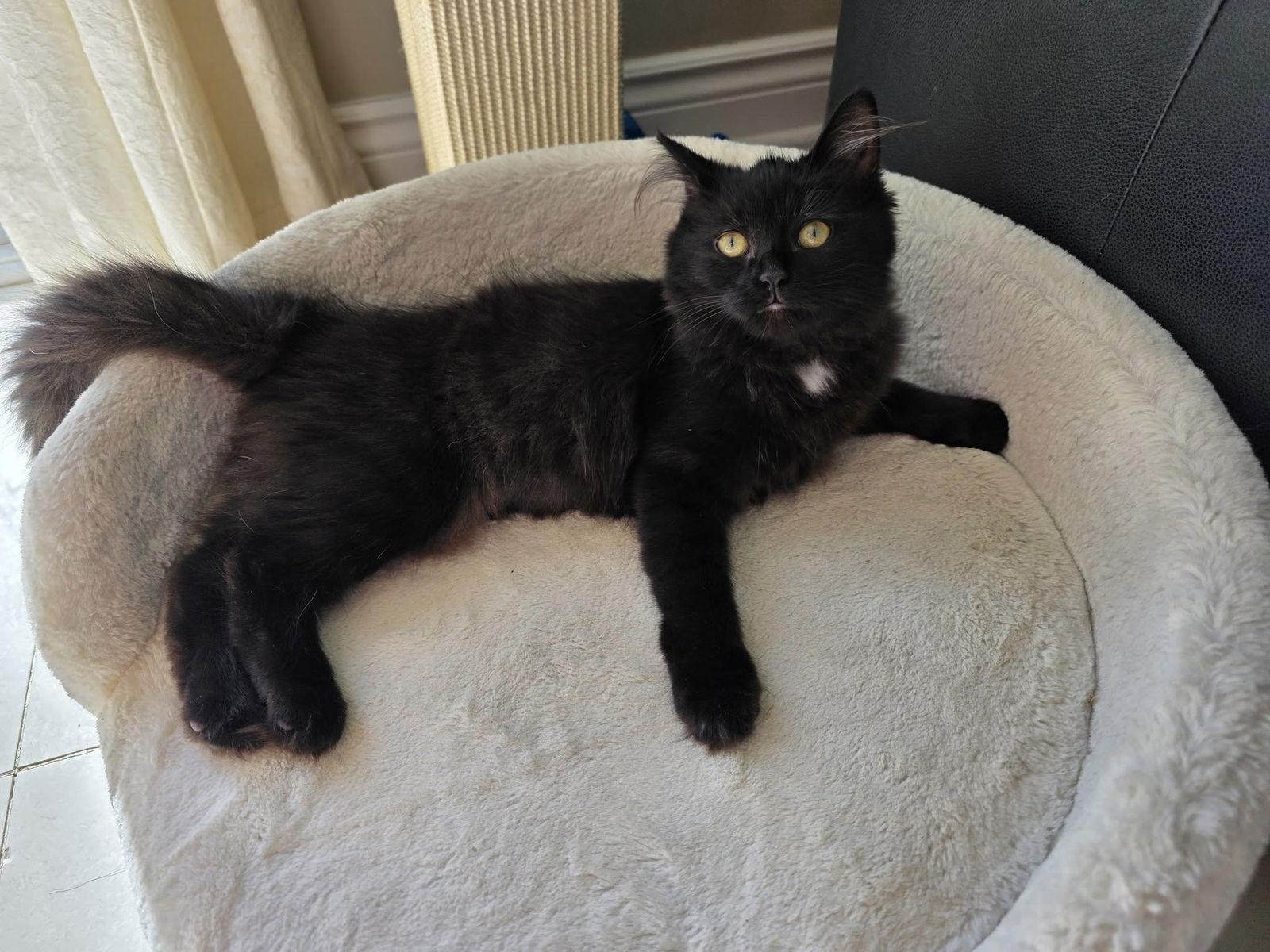 Enlarge Iris, a Adopted Domestic Short Hair in Orleans, ON image 2/3