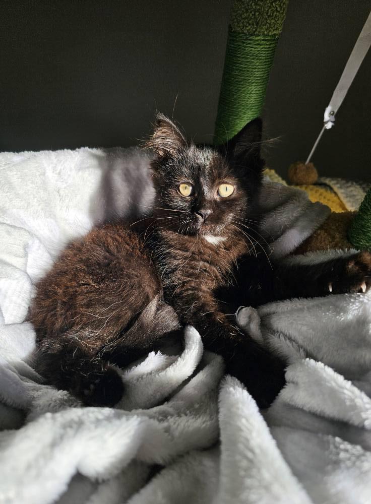 Enlarge Iris, a Adopted Domestic Short Hair in Orleans, ON image 3/3