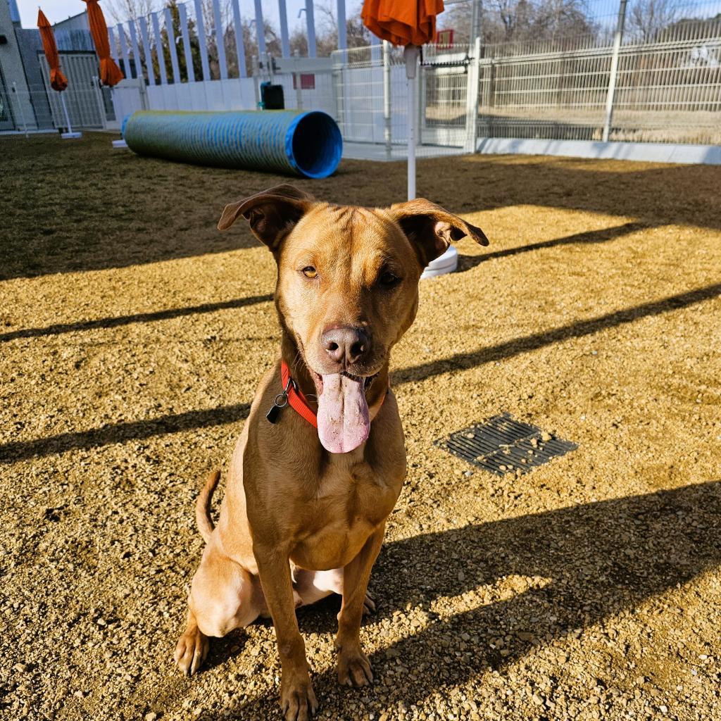 Jake, a Adoptable Mixed Breed in Bentonville, AR image 1/6