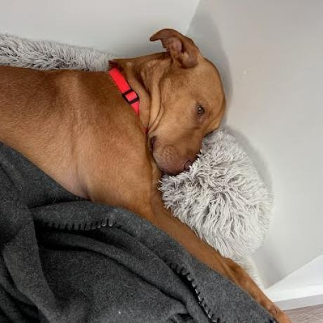 Jake, a Adoptable Mixed Breed in Bentonville, AR image 2/6