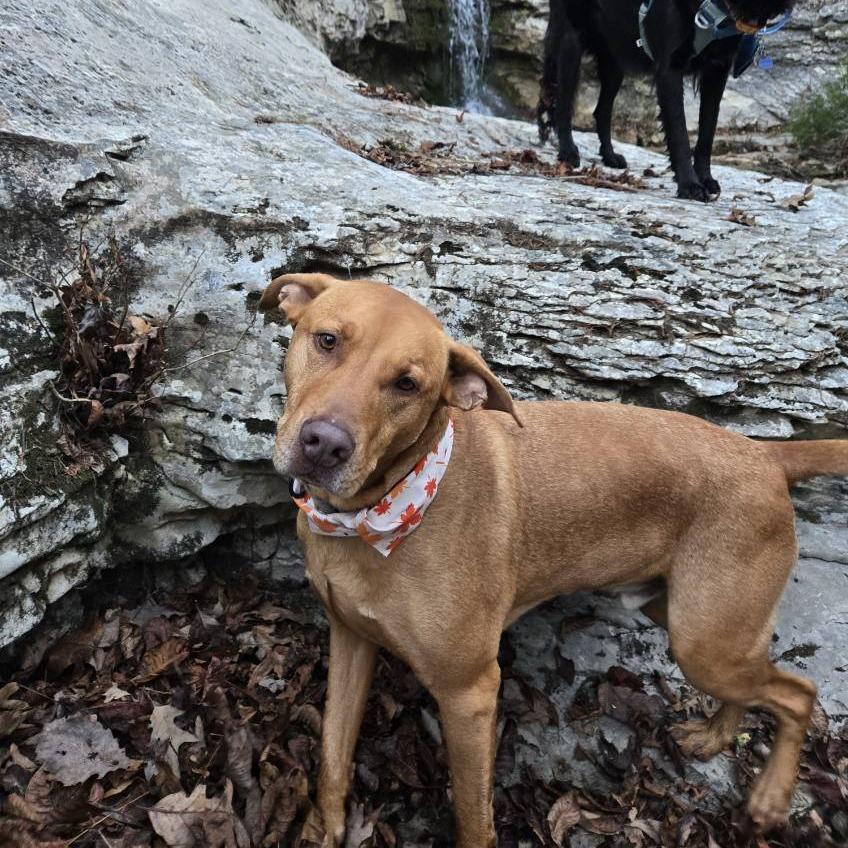 Jake, a Adoptable Mixed Breed in Bentonville, AR image 3/6