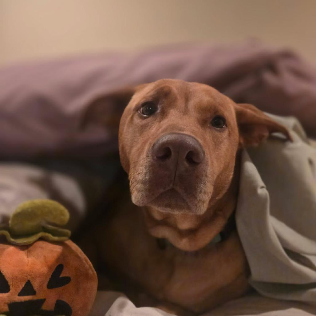 Jake, a Adoptable Mixed Breed in Bentonville, AR image 5/6