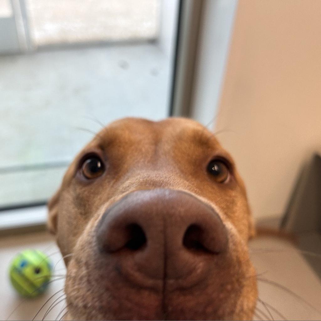 Jake, a Adoptable Mixed Breed in Bentonville, AR image 6/6