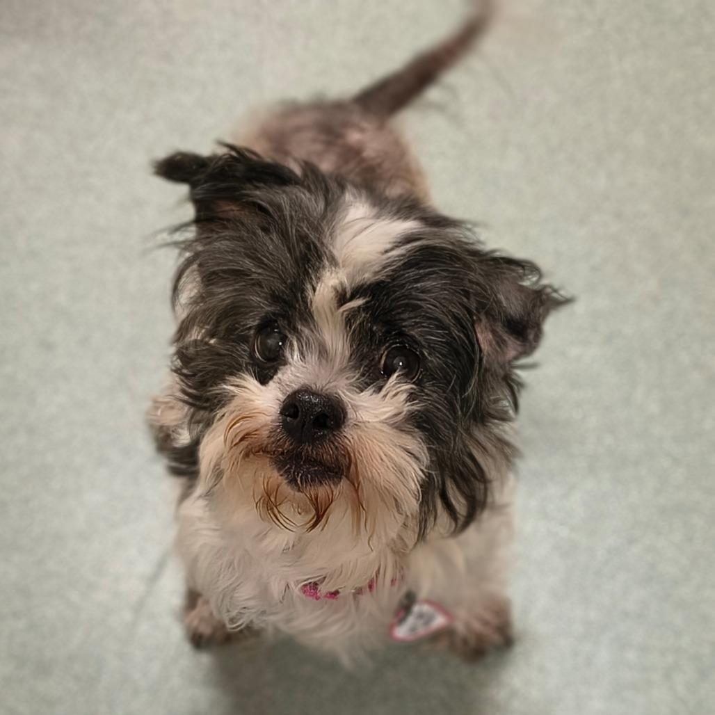 Trembelina, Adoptable, Senior Female Shih Tzu & Mixed Breed.
