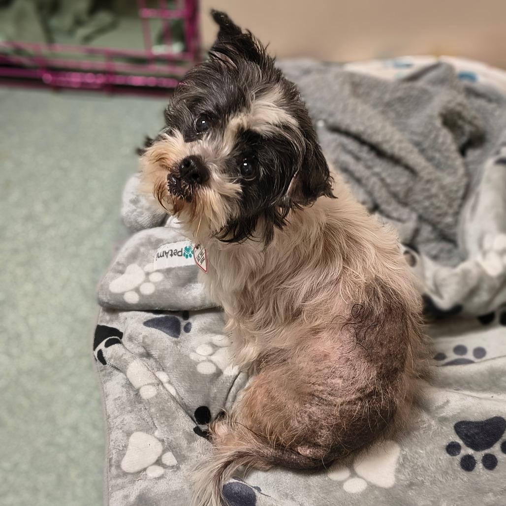 Enlarge Trembelina, a Adoptable mixed breed in Springfield, MA image 2/3