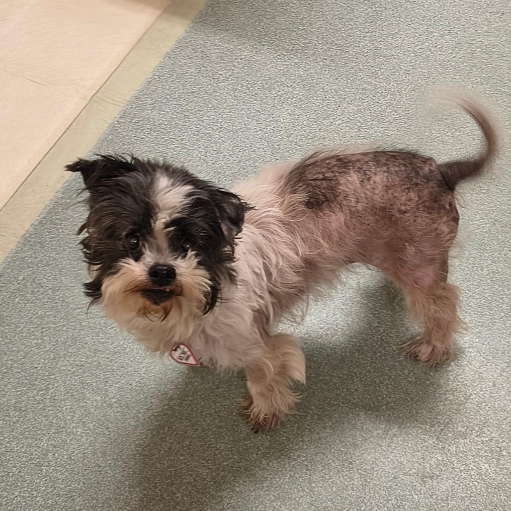 Enlarge Trembelina, a Adoptable mixed breed in Springfield, MA image 3/3
