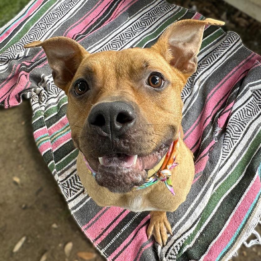 Sugar Bear, Adoptable, Adult Male American Staffordshire Terrier & Mixed Breed.