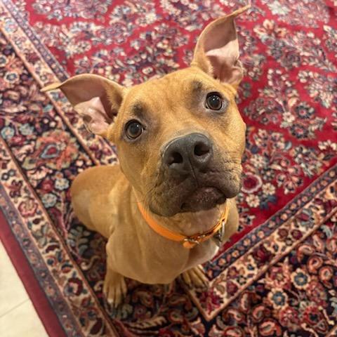 Sugar Bear, a Adoptable mixed breed in Salt Lake City, UT image 2/6