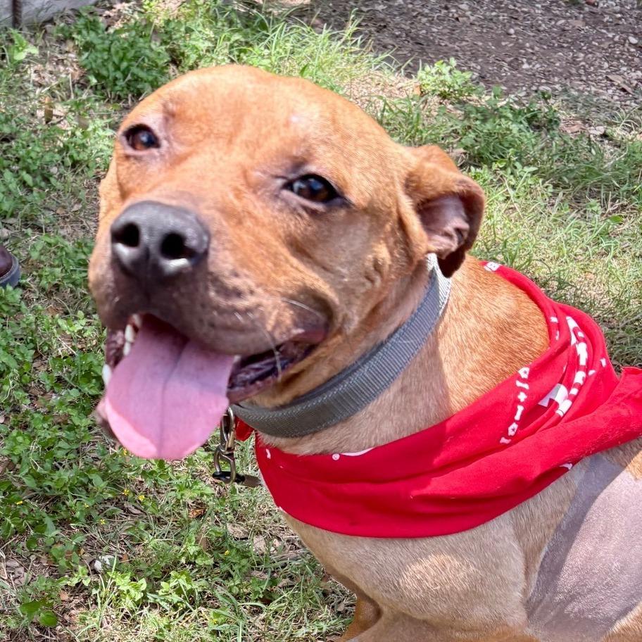 Sugar Bear, a Adoptable mixed breed in Salt Lake City, UT image 3/6