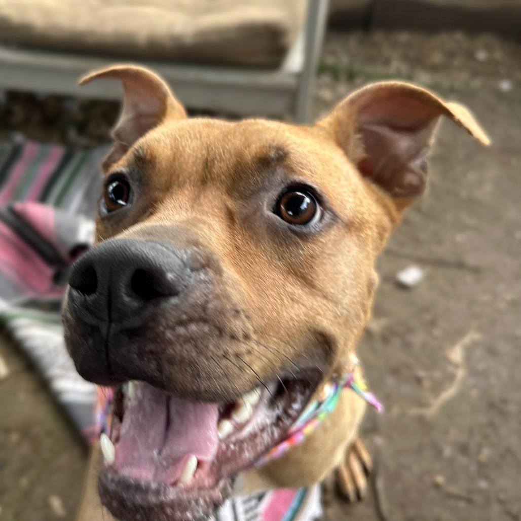 Sugar Bear, a Adoptable mixed breed in Salt Lake City, UT image 4/6
