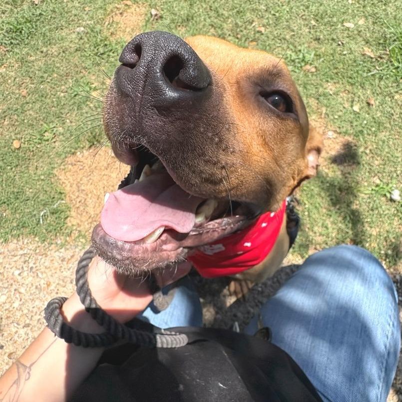 Sugar Bear, a Adoptable mixed breed in Salt Lake City, UT image 5/6