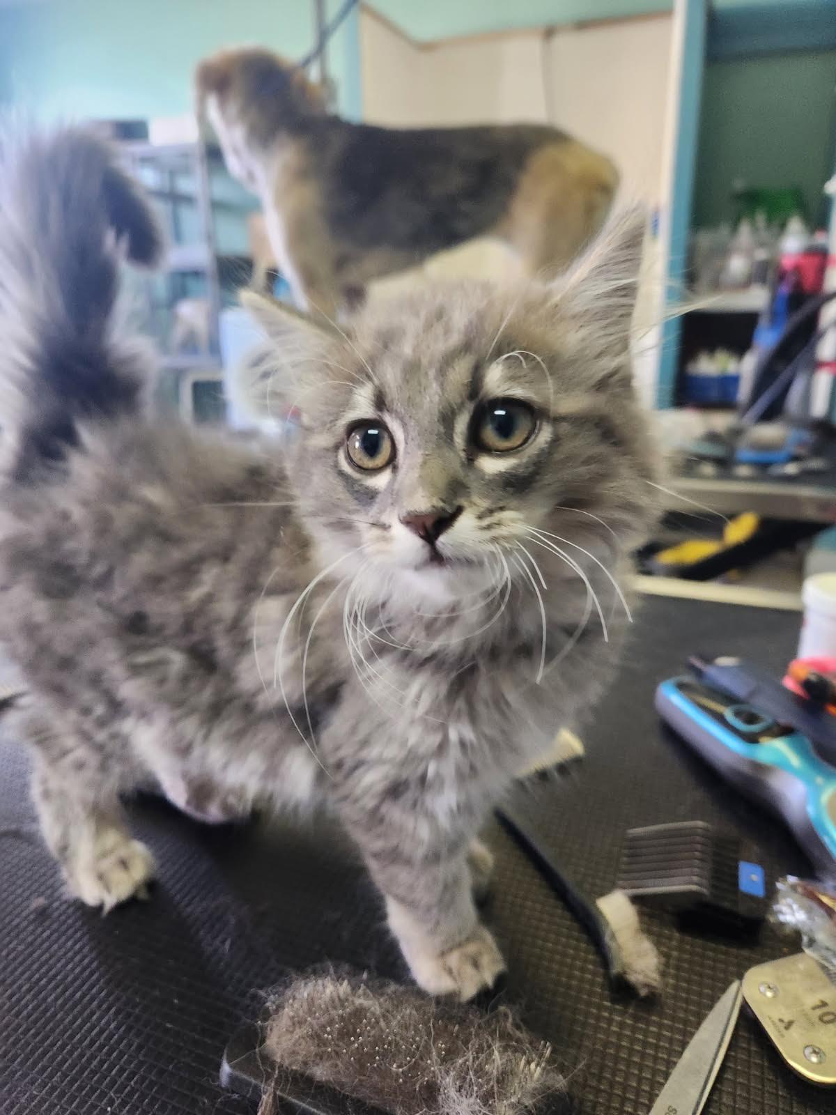 Popper, Adopted, Young Male Domestic Long Hair.