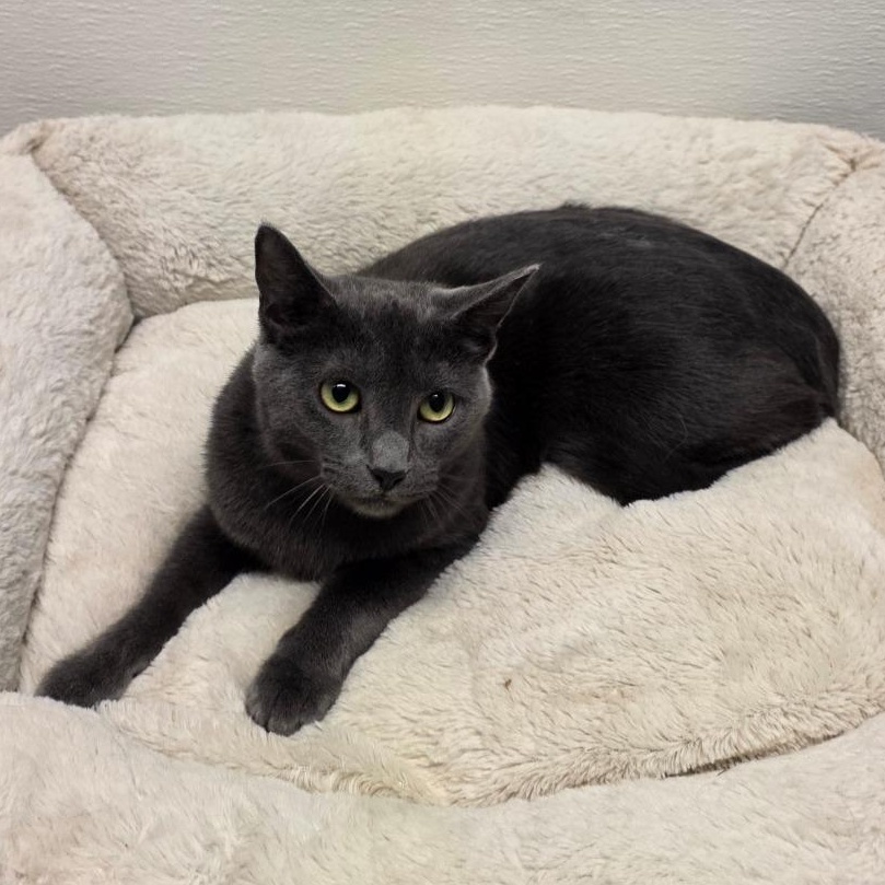 Enlarge Jack Shiloh, a Adoptable mixed breed in Greensboro, NC image 4/6