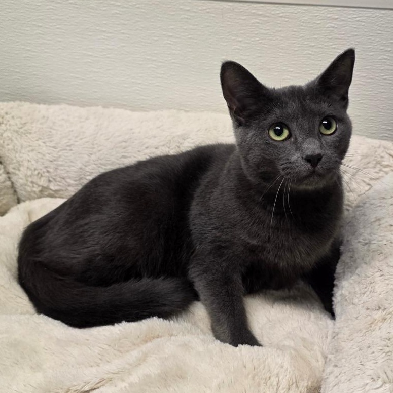 Enlarge Jack Shiloh, a Adoptable mixed breed in Greensboro, NC image 5/6