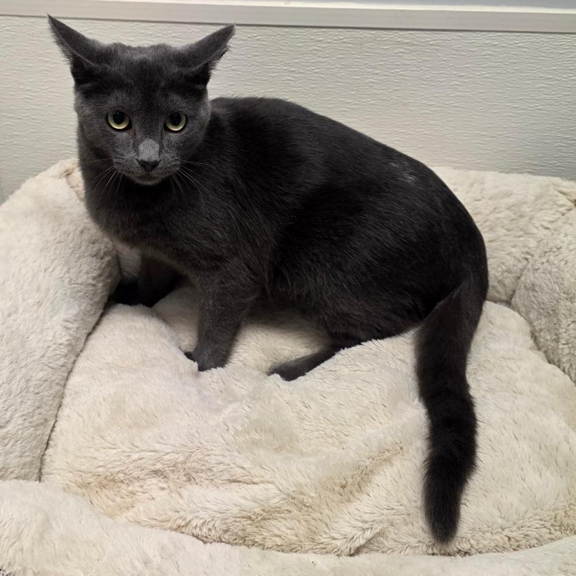 Enlarge Jack Shiloh, a Adoptable mixed breed in Greensboro, NC image 3/6