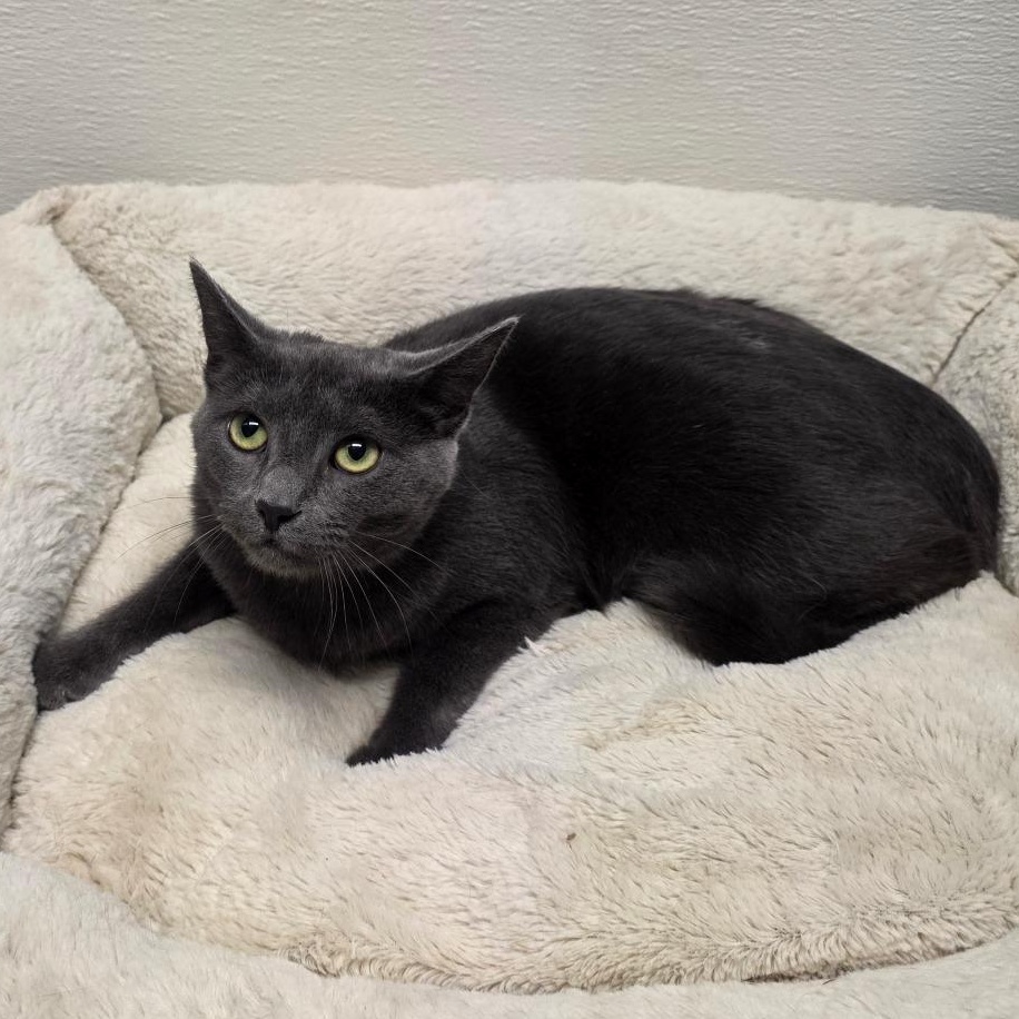 Enlarge Jack Shiloh, a Adoptable mixed breed in Greensboro, NC image 2/6