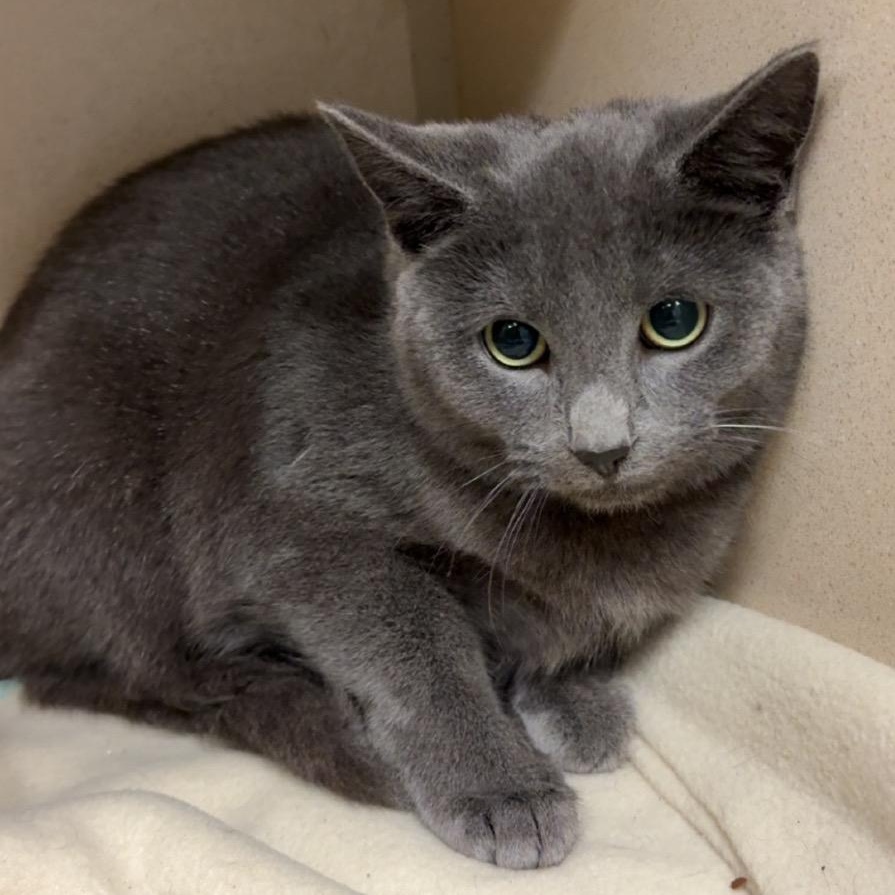 Jack Shiloh, Adoptable, Adult Male Domestic Short Hair.