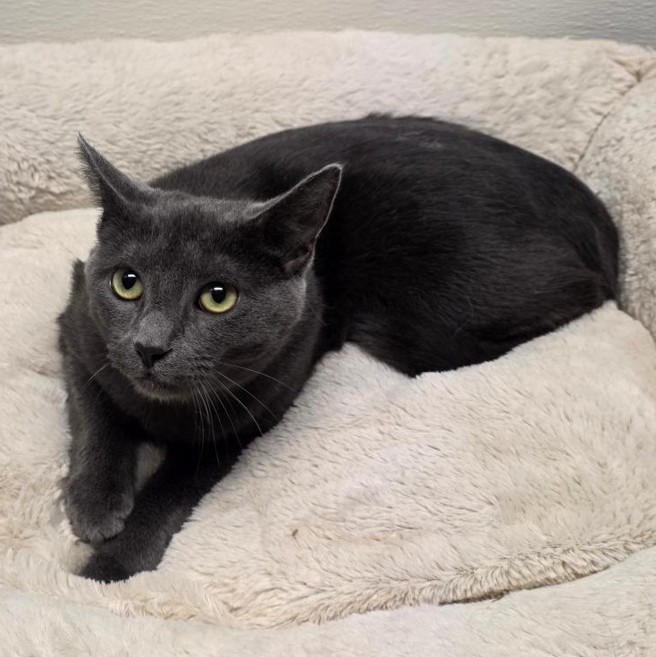 Enlarge Jack Shiloh, a Adoptable mixed breed in Greensboro, NC image 6/6