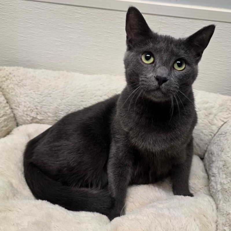 Jack Shiloh, Adoptable, Adult Male Domestic Short Hair.