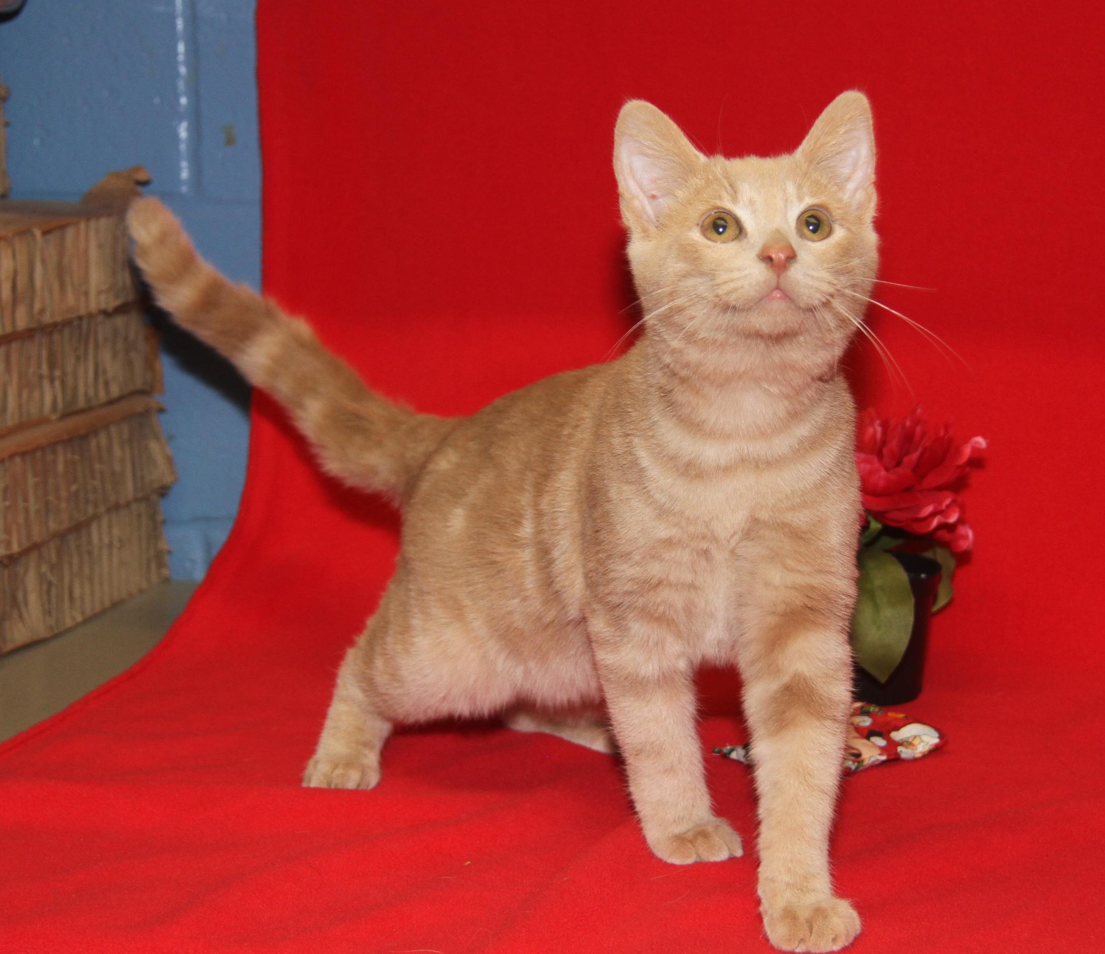 Enlarge Striker (Neutered) (Photos 1/10/2026), an adopted mixed breed in Marietta, OH image 2/6