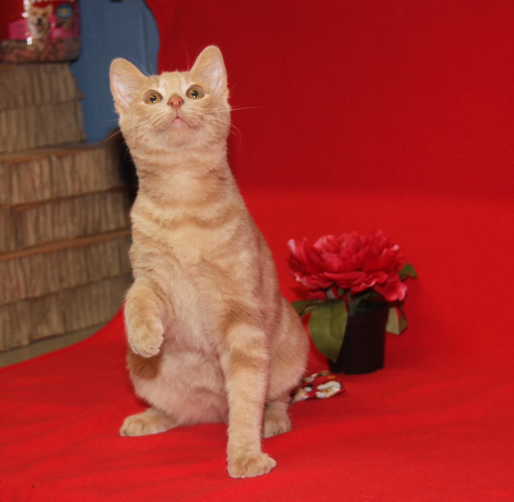 Enlarge Striker (Neutered) (Photos 1/10/2026), an adopted mixed breed in Marietta, OH image 1/6