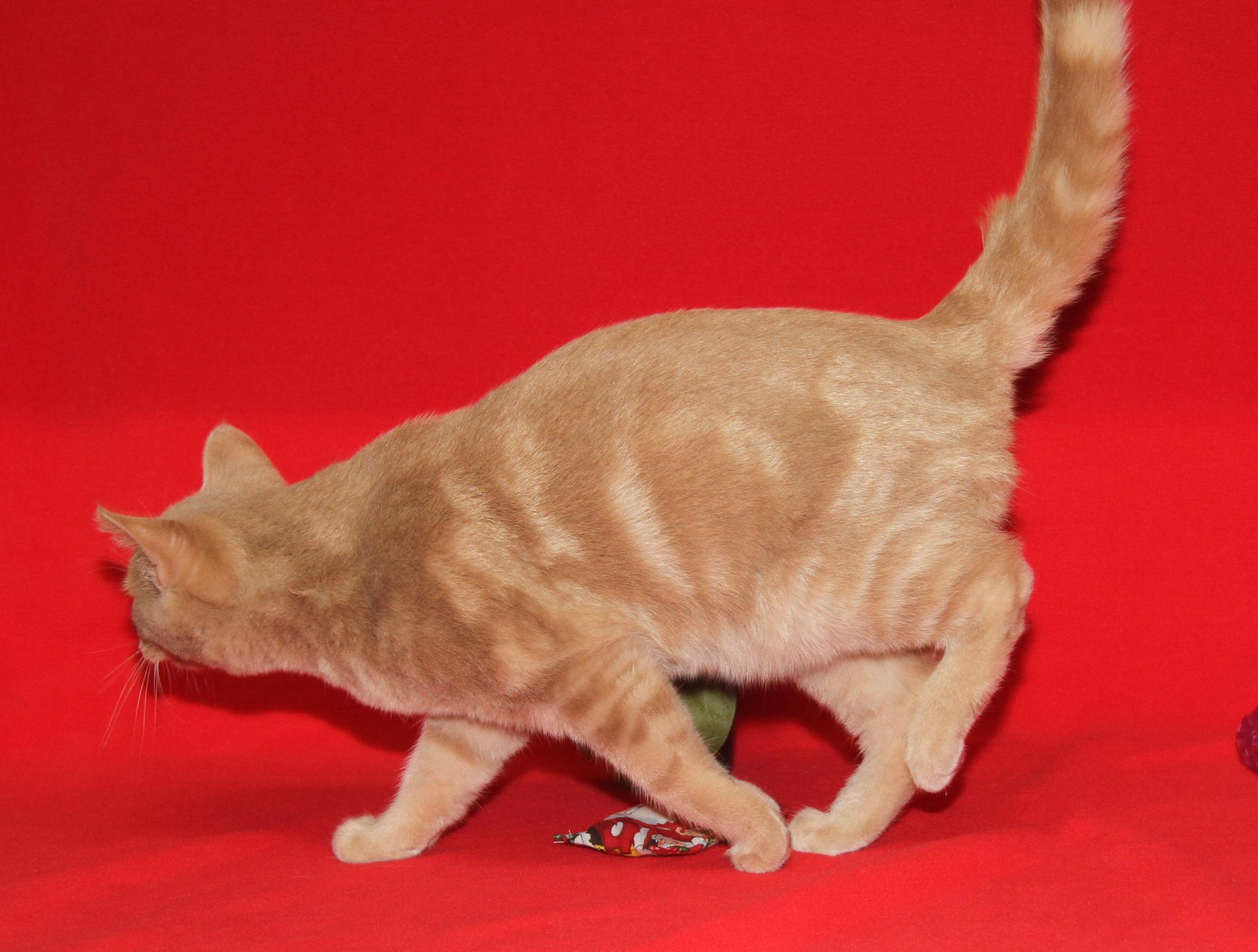 Enlarge Striker (Neutered) (Photos 1/10/2026), an adopted mixed breed in Marietta, OH image 6/6