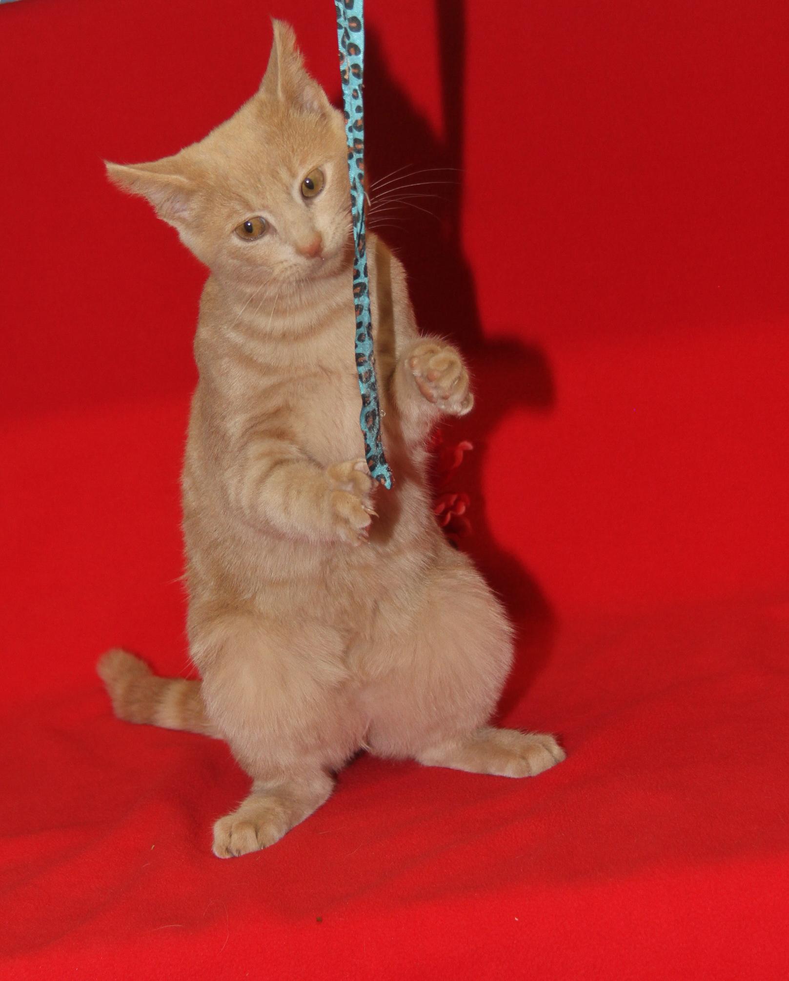 Enlarge Striker (Neutered) (Photos 1/10/2026), an adopted mixed breed in Marietta, OH image 4/6