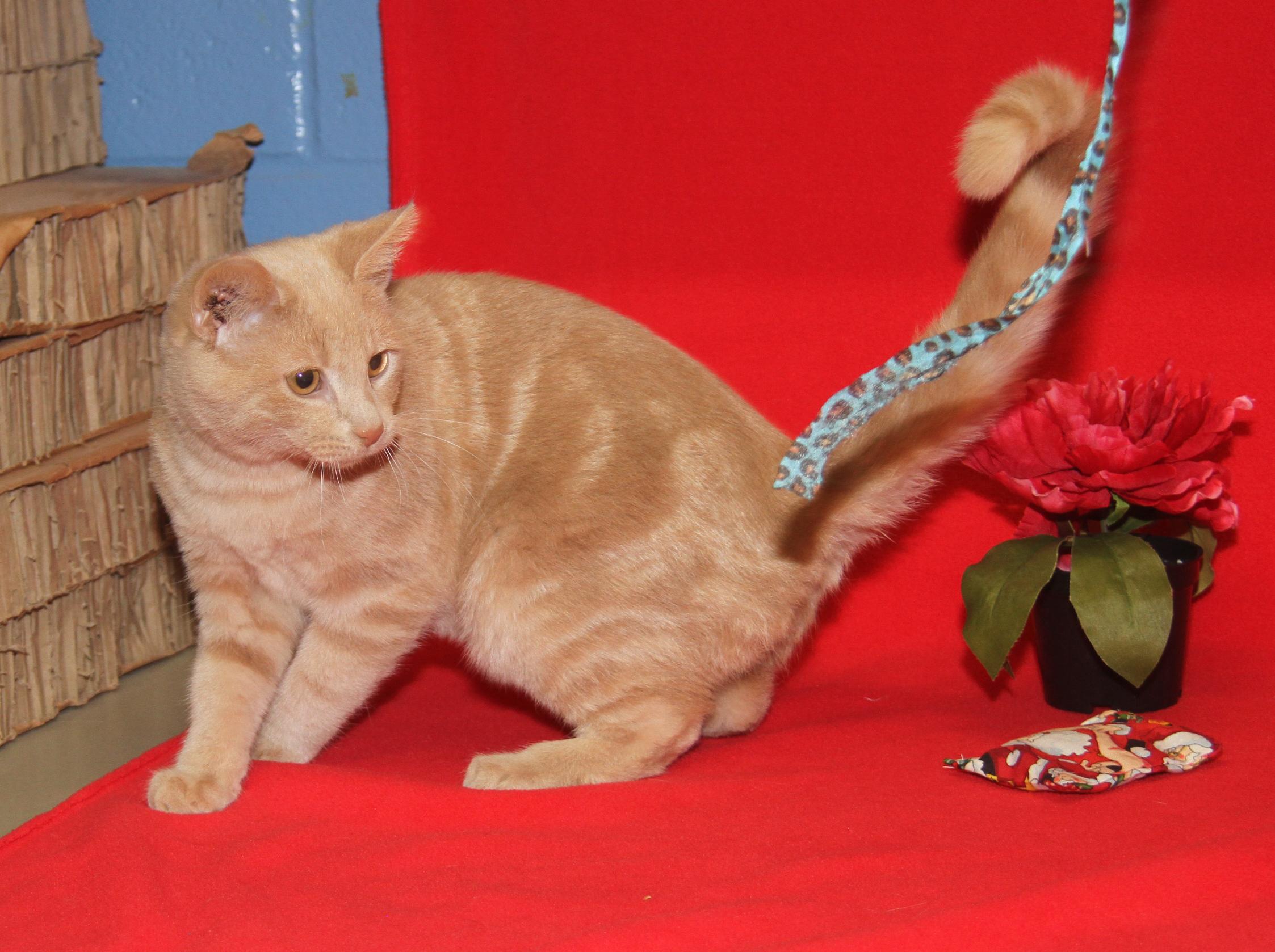 Enlarge Striker (Neutered) (Photos 1/10/2026), an adopted mixed breed in Marietta, OH image 5/6