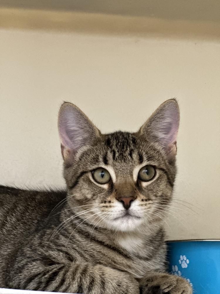 Enlarge Tapatio, a Adoptable Domestic Short Hair in Richmond, IN image 1/1