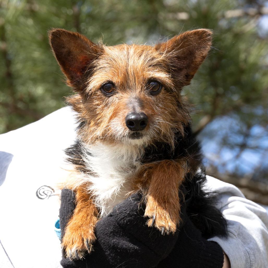 Freddy, Adoptable, Senior Male Yorkshire Terrier.