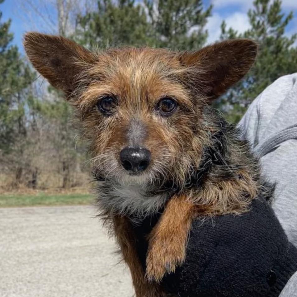 Enlarge Freddy, a Adoptable mixed breed in Erie, PA image 2/4