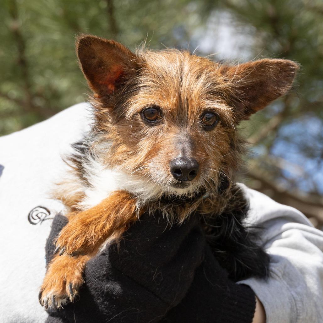 Enlarge Freddy, a Adoptable mixed breed in Erie, PA image 3/4
