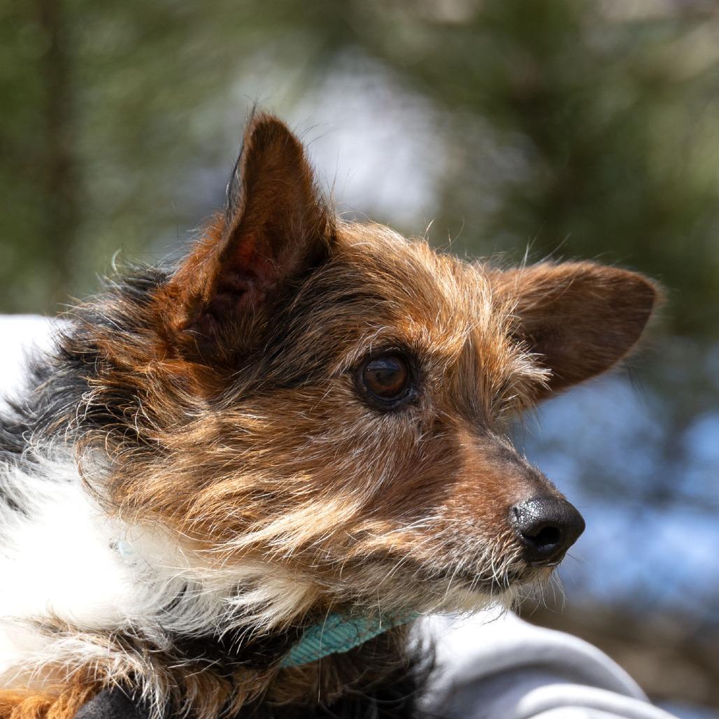 Enlarge Freddy, a Adoptable mixed breed in Erie, PA image 4/4