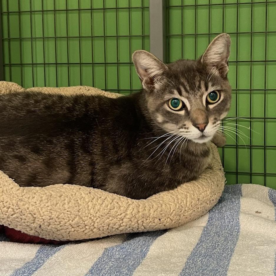 Stevie Wonpurr, Adoptable, Adult Male Domestic Short Hair.