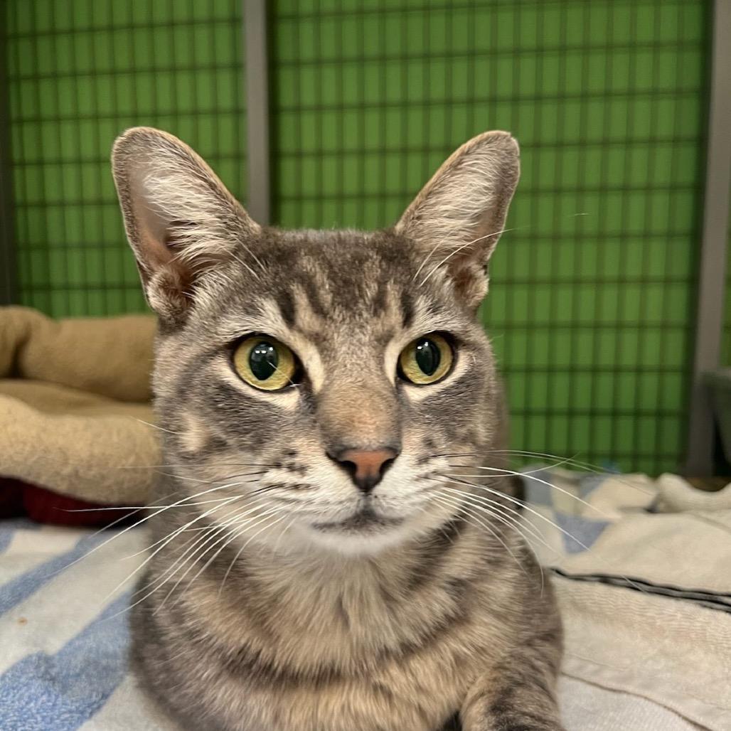 Enlarge Stevie Wonpurr, a Adoptable Domestic Short Hair in Houston, TX image 2/5