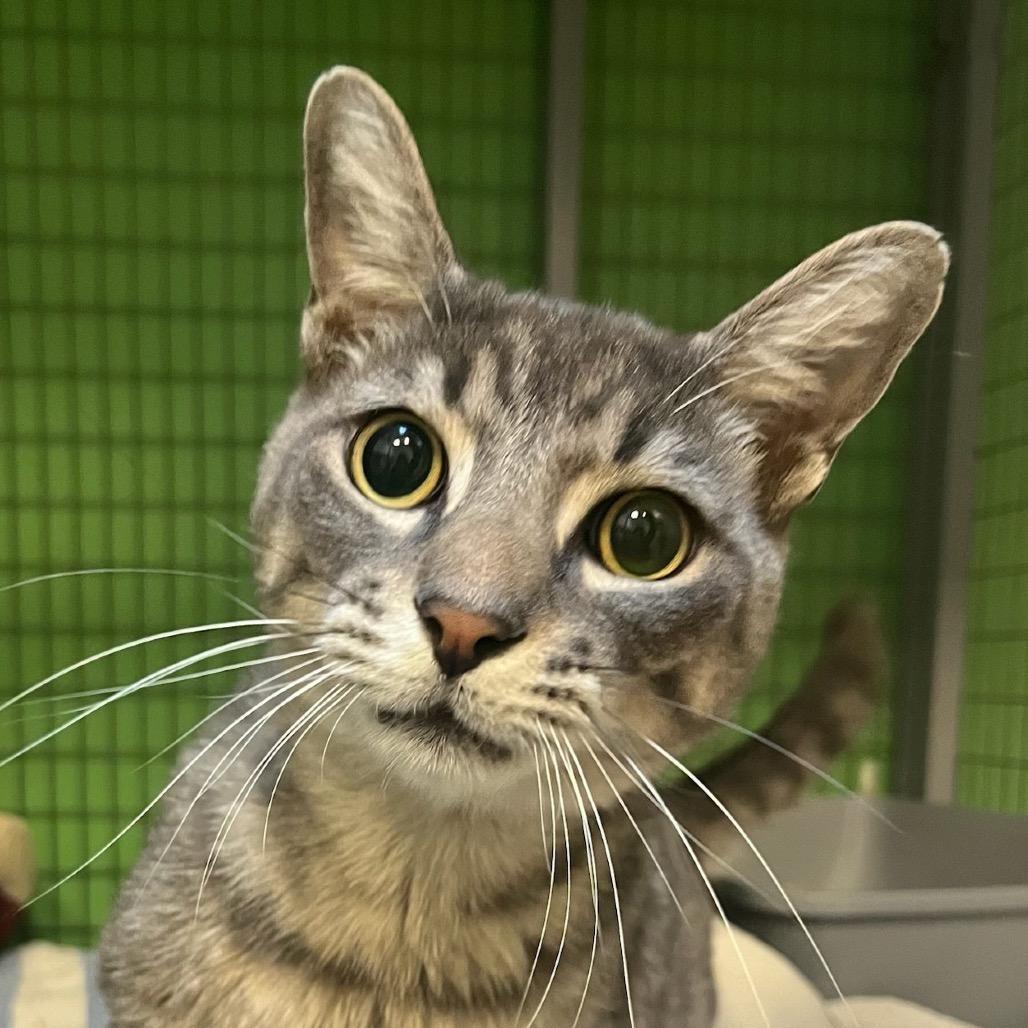 Enlarge Stevie Wonpurr, a Adoptable Domestic Short Hair in Houston, TX image 3/5